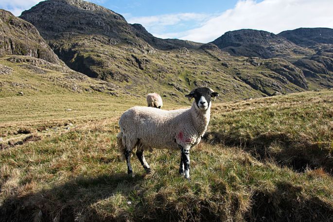 Nikon D810 28-300 Police Mutual Scarfell Pike Cumbria Lake District